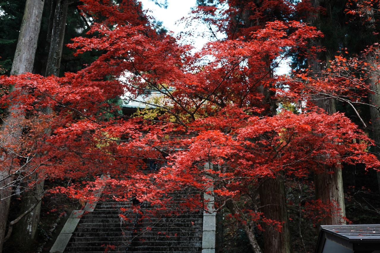 Red Leafs!